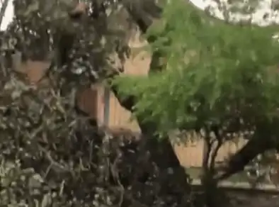 Árvore cai em casa, derruba poste e deixa família sem energia elétrica