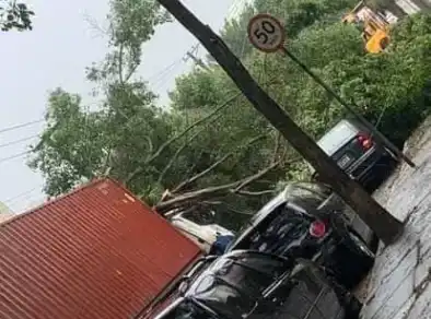 Árvore cai em cima de uma carreta e interdita rua na Zona Sul de São José