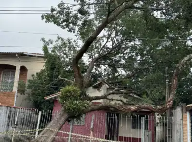 Prefeitura de São José monta força-tarefa para remover árvores caídas após ventania