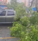 Árvore cai em carro estacionado em lavanderia da Vila Adyana