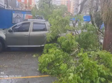 Árvore cai em carro estacionado em lavanderia da Vila Adyana