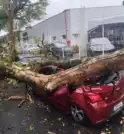 Árvore atinge carro do Jd. Augusta em São José dos Campos