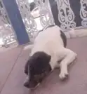 Após matar cachorro a tiros, ex-GCM é condenado a pagar 10…