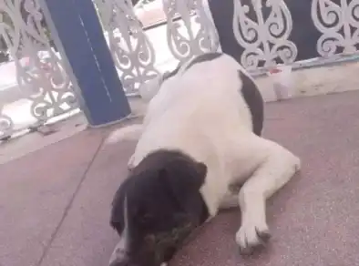Após matar cachorro a tiros, ex-GCM é condenado a pagar 10 mil em Caraguatatuba