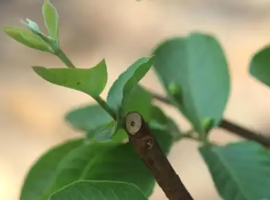 Composto extraído de plantas tem efeito anti-inflamatório contra doença periodontal