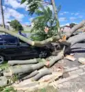 Árvore cai e destrói carro em avenida da Zona Sul de…