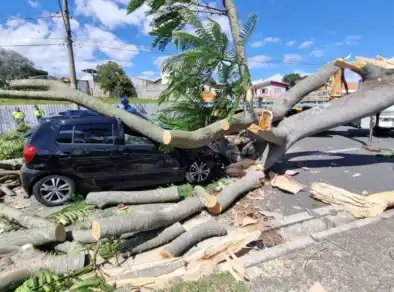 Árvore cai e destrói carro em avenida da Zona Sul de São José dos Campos