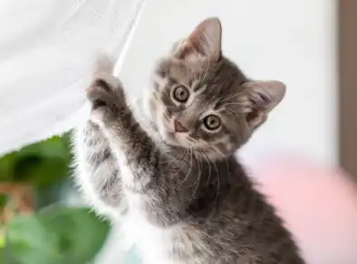 Mercado pet brasileiro movimentou mais de R$ 75,4 bilhões em 2024