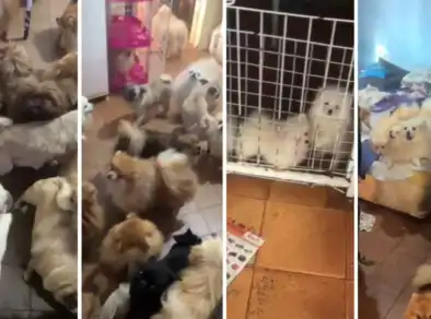 Mulher é presa por manter 72 cães em canil clandestino em Arujá 