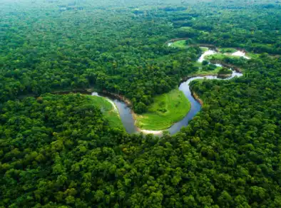 Países amazônicos anunciam monitoramento conjunto da floresta 