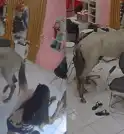 Cavalo invade salão de beleza em Teresina e se “observa” no…