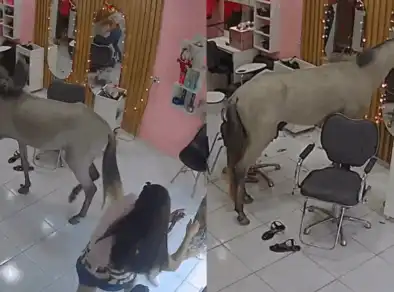 Cavalo invade salão de beleza em Teresina e se “observa” no espelho