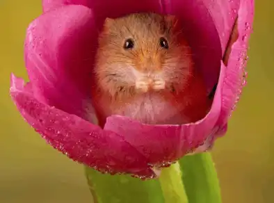 Conheça os ratinhos que se alimentam de pólen e vivem dentro das flores