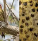 Pica-pau com manchas em forma de coração chama atenção no interior de…