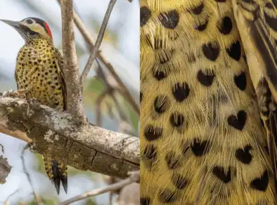 Pica-pau com manchas em forma de coração chama atenção no interior de SP 