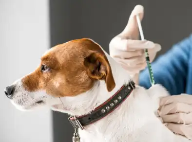 Movimento antivacina chega ao mundo pet e acende alerta entre especialistas 