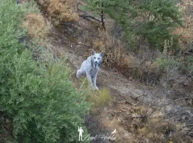 Animal extremamente raro é flagrado por fotógrafo amador na Espanha 