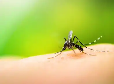 Morador de Guaratinguetá é internado em São José com suspeita de febre amarela 