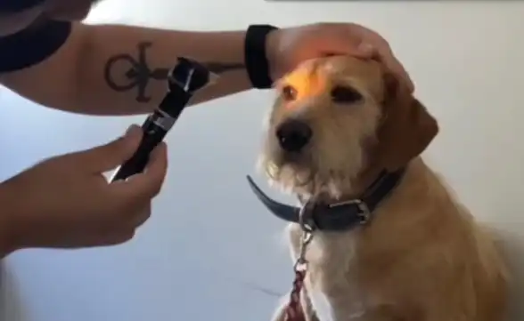 Veterinários resgatam cão com suspeita de cegueira, mas apenas ignorava todo mundo