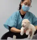 Filhotes de leão branco são apresentados em zoológico