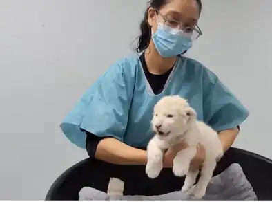 Filhotes de leão branco são apresentados em zoológico