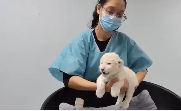 Filhotes de leão branco são apresentados em zoológico