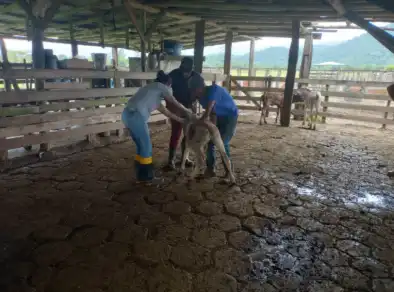Caraguatatuba intensifica prevenção e amplia vacinação contra brucelose em áreas rurais 