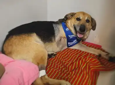 Cão tem pata decepada em São José e tutor abre boletim contra vizinho