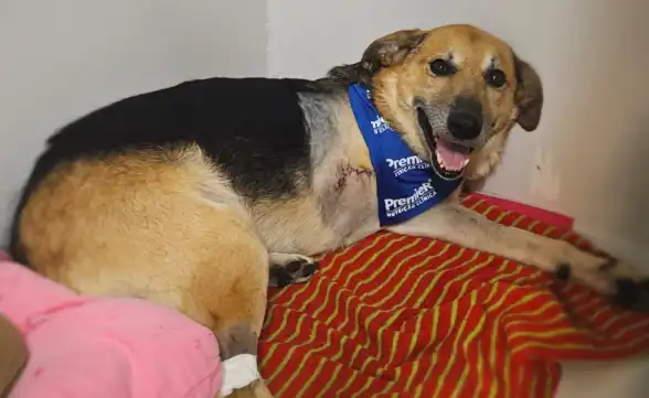 Cão tem pata decepada em São José e tutor abre boletim contra vizinho